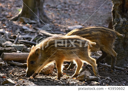 Beautiful little pigs wild in nature. Wild boar. Beautiful little pigs wild in nature. Wild boar. 43950602