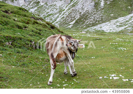 Cow in the Italian Alps 43950806