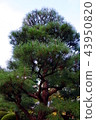 Pine 43950820