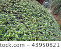 Green 43950821