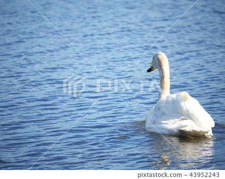 Lake Utonai Swan 43952243