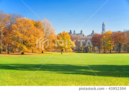 Central park at sunny autumn day 43952304