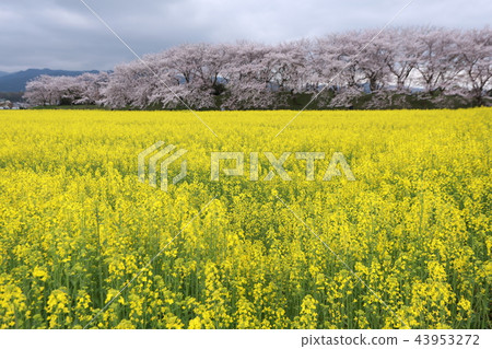 Spring scenery of Kyoto Fujiwara 43953272