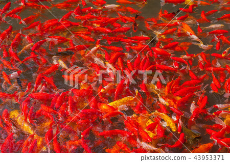 很多紅色金魚 很多紅色金魚 43953371