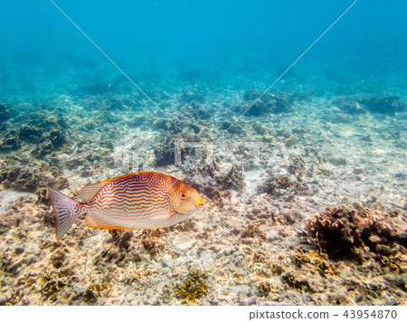 Underwater photos of sea fish 43954870