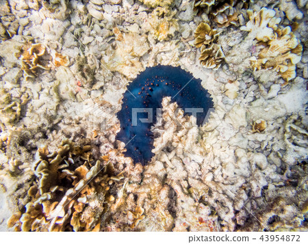 Underwater photos of Sea cucumber Underwater photos of Sea cucumber 43954872