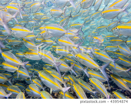 Underwater photos of sea fish herd 43954874