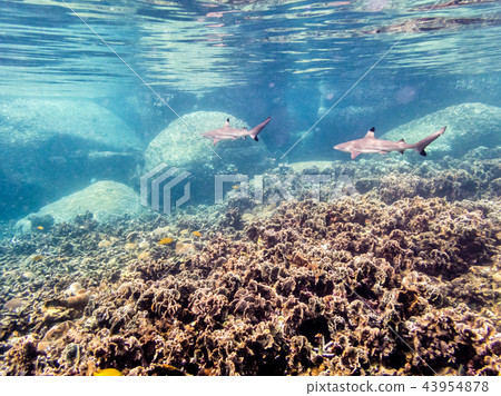Underwater photos of Blacktip Reef Shark 43954878