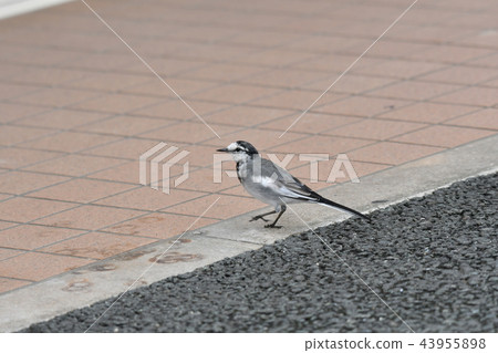 Wagtail, Hawthorne, downtown 43955898