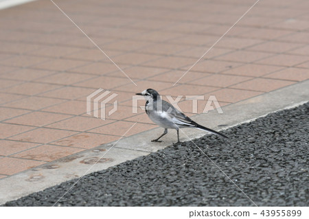 Wagtail, Hawthorne, downtown 43955899