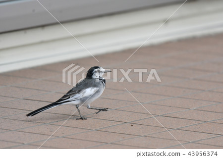 Sekirei · Hakusekirei · urban Sekirei · Hakusekirei · urban 43956374