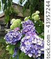 繡球 43957244