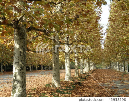 Ginkgo bunches 43958298