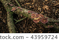 Trichaptum biforme On A Fallen Tree Branch 43959724
