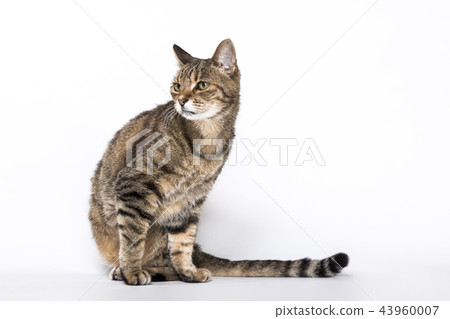 Cat cat Cat cat 43960007