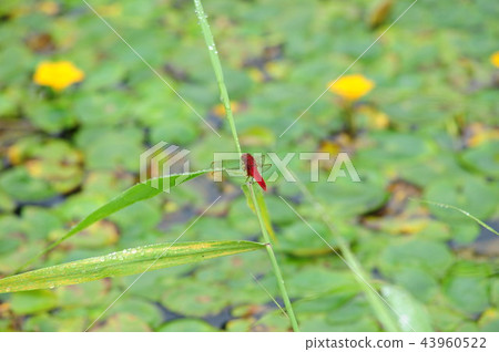 紅蜻蜓 紅蜻蜓 43960522