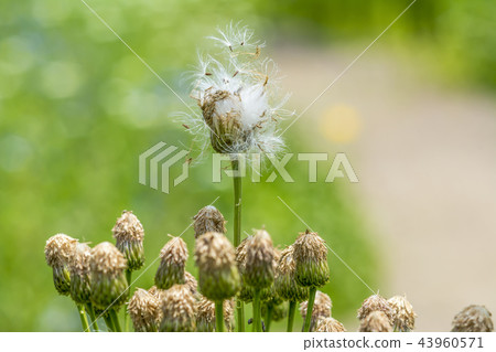 巨魔花 巨魔花 43960571