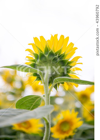 Sunflower field white background Sunflower field white background 43960792
