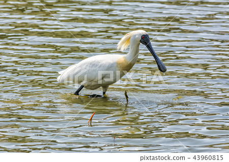 琵鷺 琵鷺 43960815