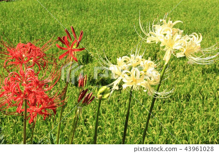 Cluster amaryllis 43961028