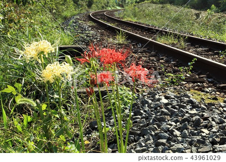 Cluster amaryllis 43961029