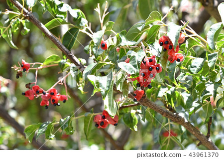 Gonzui水果和種子 43961370