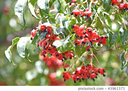 Gonzui水果和種子 Gonzui水果和種子 43961371