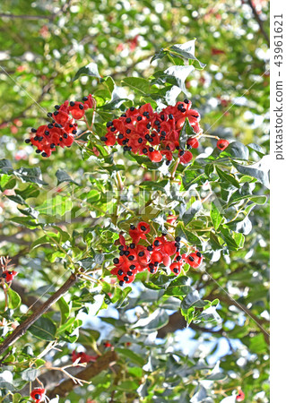 Gonzui fruit and seeds 43961621