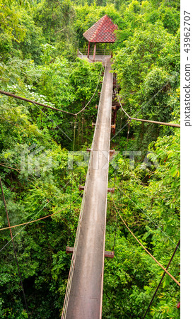 bridge in forest bridge in forest 43962707