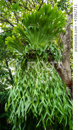 platycerium ridleyi 43962711