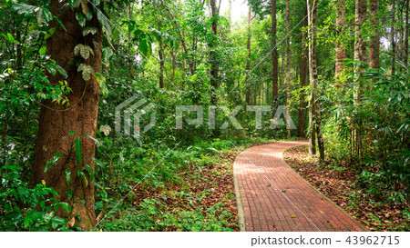 foothpath in the jungle foothpath in the jungle 43962715