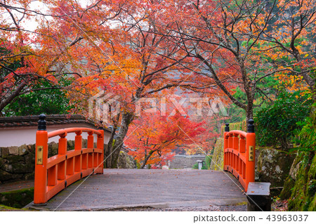 Kyoto Ohara Michijoin's Autumn Leaves and Unlight Bridge (Mizuho Bridge) Kyoto Ohara Michijoin's Autumn Leaves and Unlight Bridge (Mizuho Bridge) 43963037