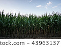 Rows of Late Summer Corn 43963137