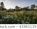 An Overgrown Late Summer Meadow 43963139