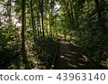 A Wooden Path In A Lush Forest 43963140