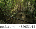A Scenic Forest Overlook 43963143