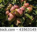 A Cluster Of Crab Apples In A Tree 43963149