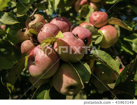 A Cluster Of Crab Apples In A Tree 43963149