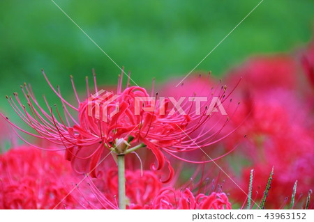 芒Sunahana 芒Sunahana 43963152