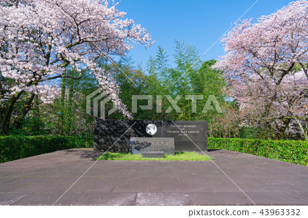 Edison monument and cherry blossoms in Kyoto 43963332