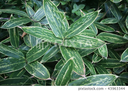 Bamboo leaf Bamboo leaf 43963344