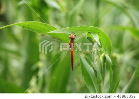 Red dragonfly 43963352