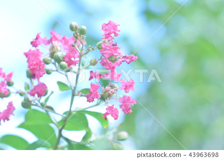 Flower of crape mybs 43963698