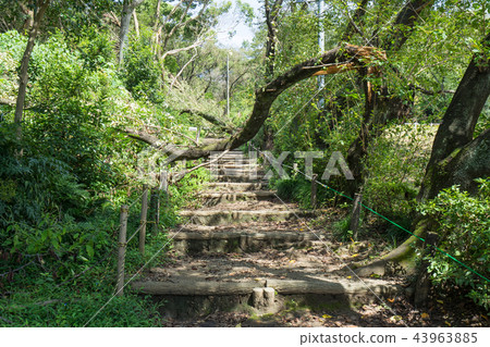 Damaged tree Typhoon damage 43963885