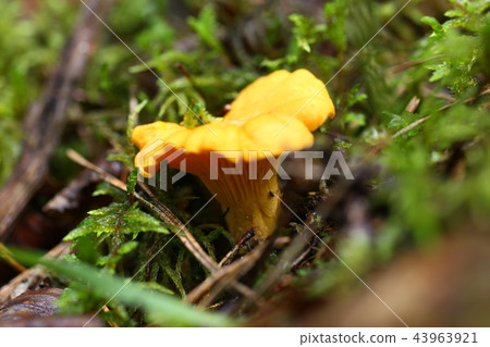Poisonous mushrooms chanterelle agarics grow Poisonous mushrooms chanterelle agarics grow 43963921