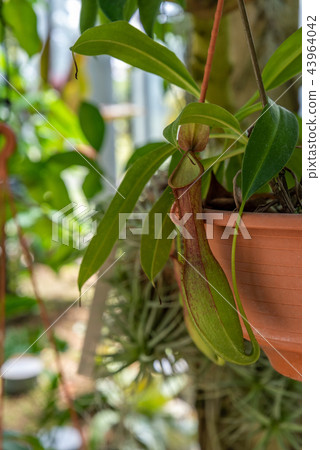 Hanging Nepenthes close up 43964042
