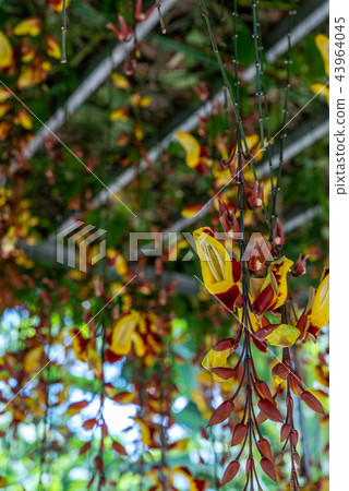 Orchidaceae hanging in the air 43964045