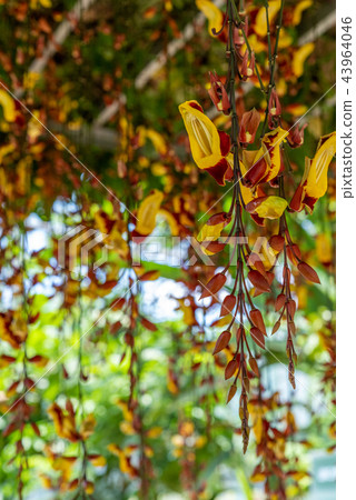 Orchidaceae hanging in the air Orchidaceae hanging in the air 43964046