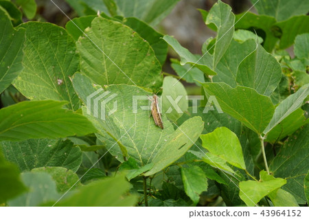 Tuchiinago on a pot 43964152