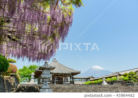 Fujinomiya City, Shizuoka Prefecture, Shionobo no Fuji flower and Mt. Fuji 43964482